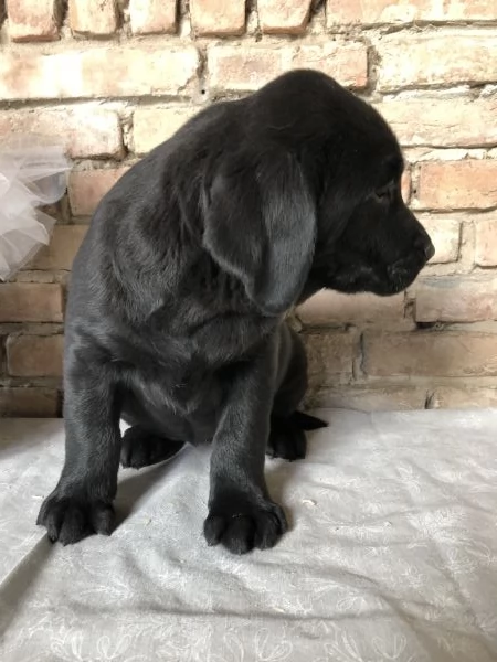 Cucciolo di Labrador  | Foto 3