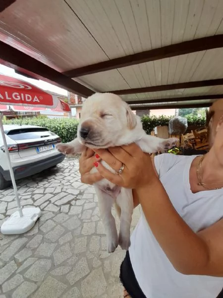 Cuccioli di Labrador con pedigree | Foto 0