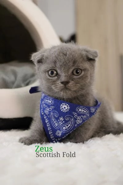 Cuccioli di Scottish Fold e Straight | Foto 0