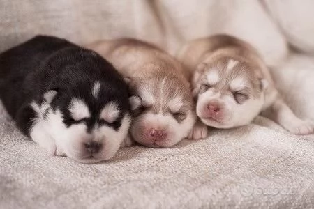 Teneri cuccioli di husky | Foto 0