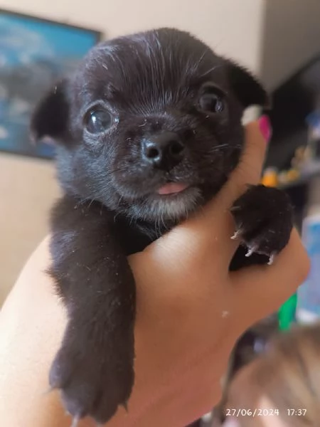 Cuccioli chihuahua disponibili da fine luglio  | Foto 1