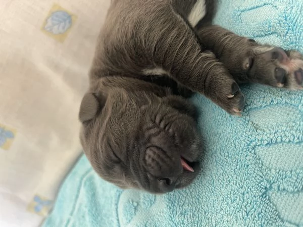 CUCCIOLI CANE CORSO