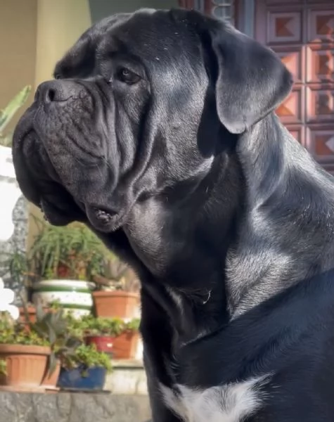 CUCCIOLI CANE CORSO | Foto 1