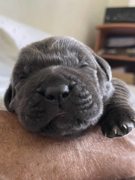 CUCCIOLI CANE CORSO | Foto 4