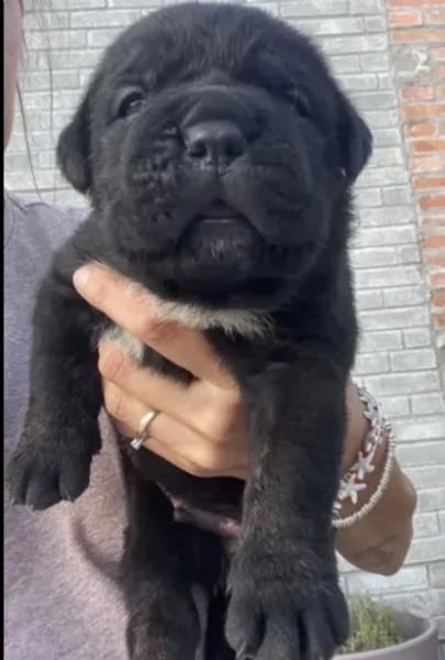 CUCCIOLI CANE CORSO