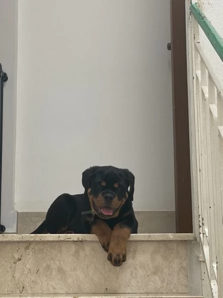 Cucciolo di rottweiler | Foto 1