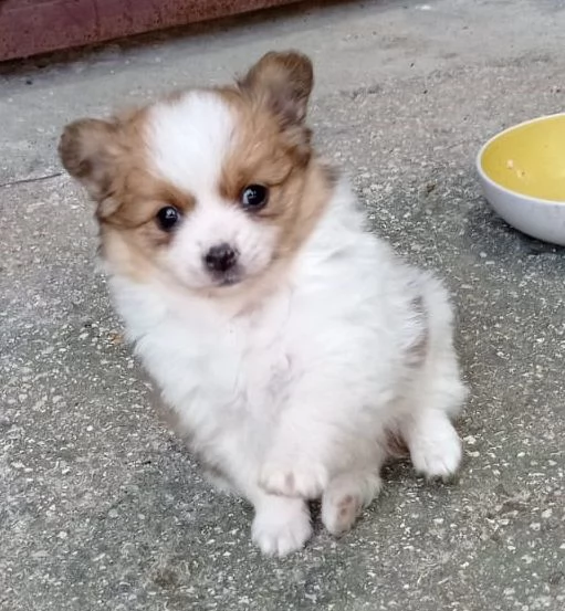 Cuccioli di spitz tedesco piccolo