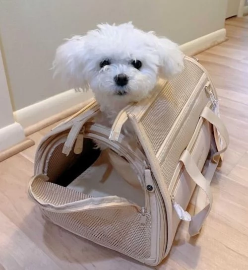 Cuccioli maltesi super adorabili della tazza da t | Foto 3