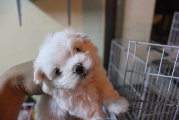 Cuccioli maltesi super adorabili della tazza da t | Foto 2