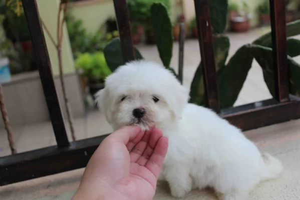 Cuccioli maltesi super adorabili della tazza da t