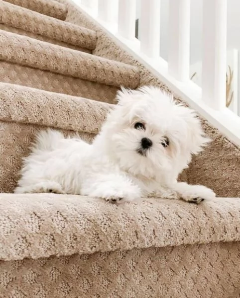 Cuccioli maltesi super adorabili della tazza da t | Foto 1