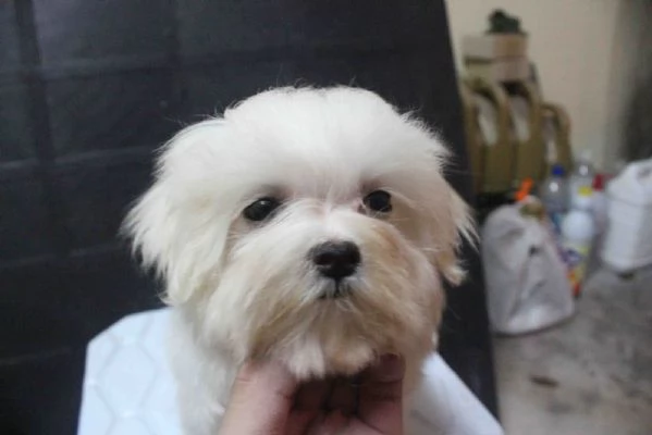 Cuccioli maltesi super adorabili della tazza da t | Foto 0