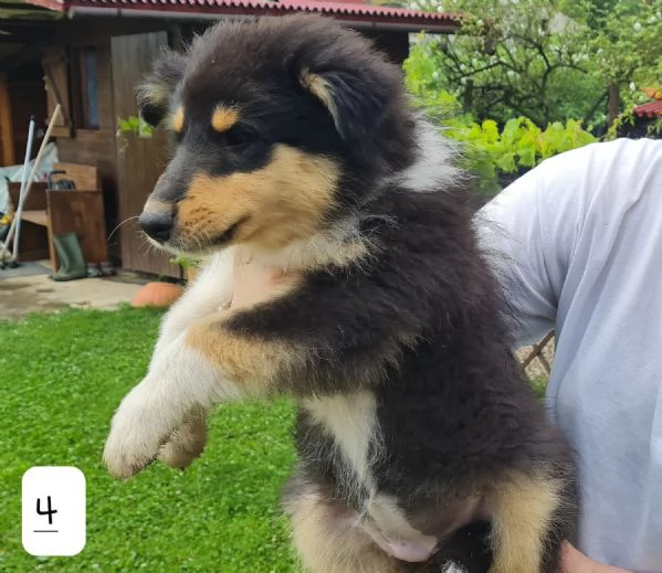 Pastori scozzesi Collie cuccioli