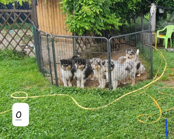 Pastori scozzesi Collie cuccioli | Foto 3