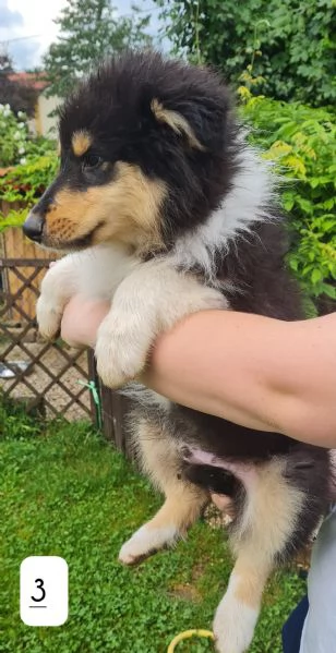 Pastori scozzesi Collie cuccioli | Foto 2