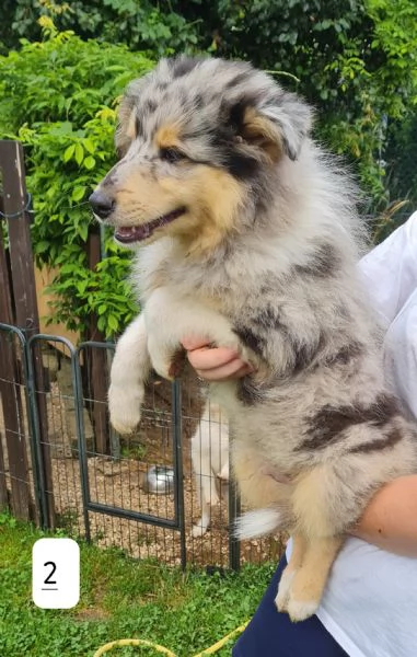 Pastori scozzesi Collie cuccioli | Foto 1