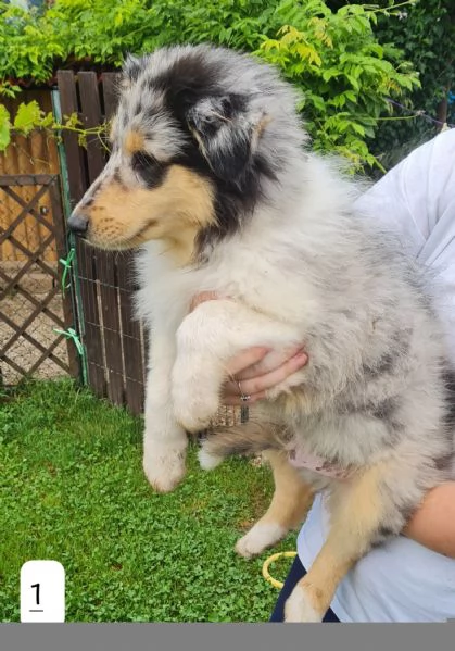 Pastori scozzesi Collie cuccioli | Foto 0