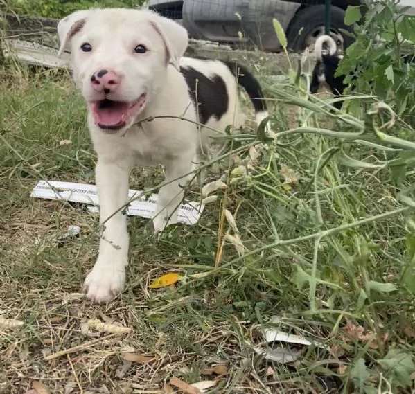 Regalo cagnolini  | Foto 5