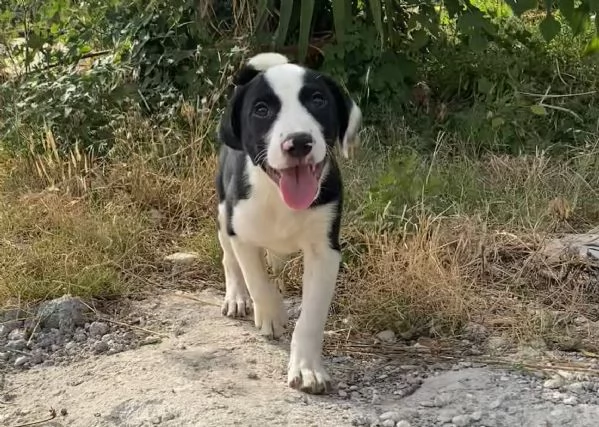 Regalo cagnolini 