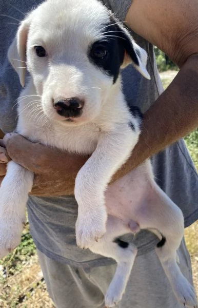 Regalo cagnolini  | Foto 3