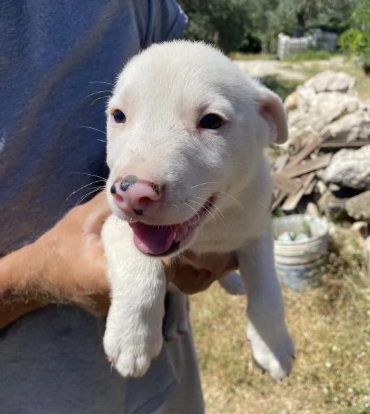 Regalo cagnolini  | Foto 1