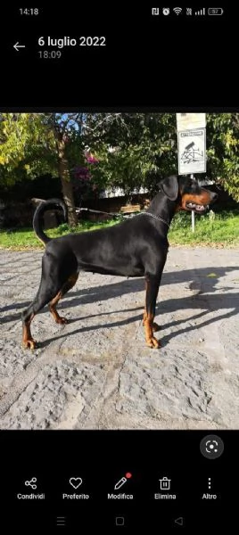 Cuccioli di Dobermann  | Foto 2