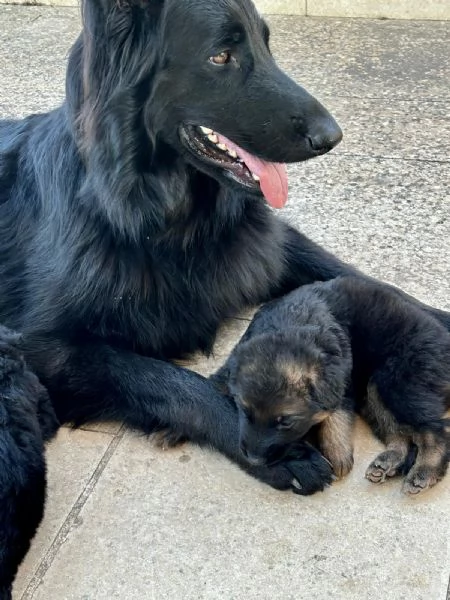 Cuccioli di Pastore Tedesco a pelo lungo | Foto 5