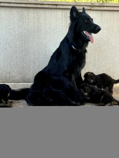 Cuccioli di Pastore Tedesco a pelo lungo | Foto 3