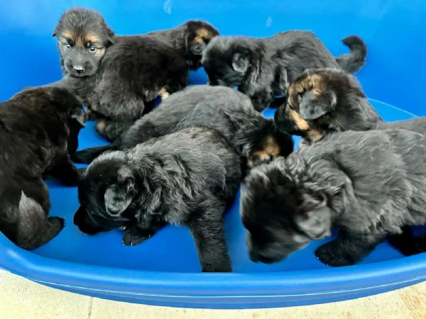 Cuccioli di Pastore Tedesco a pelo lungo | Foto 2