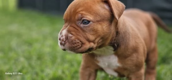 Pitbull cuccioli