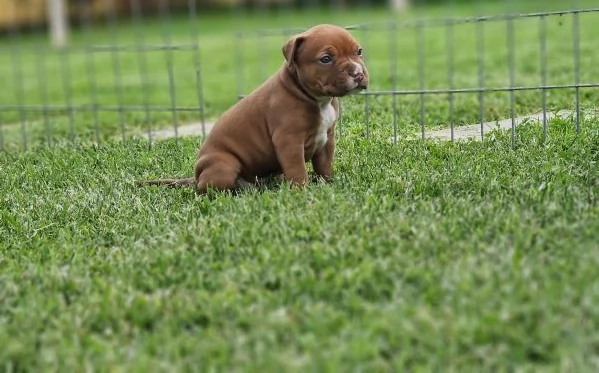 Pitbull cuccioli | Foto 4