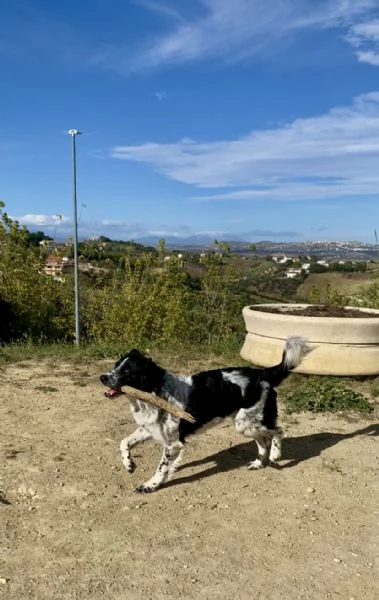 Border collie in regalo  | Foto 4