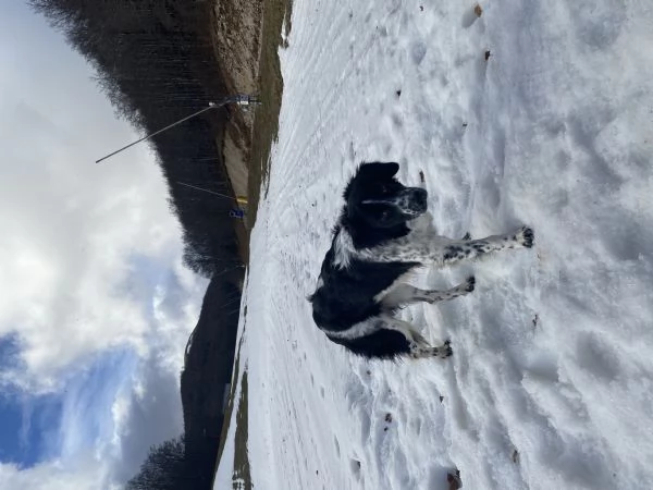 Border collie in regalo  | Foto 0