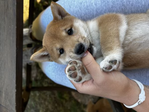 Cuccioli di Shiba Inu | Foto 3