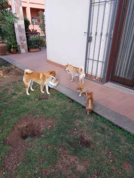 Cuccioli di Shiba Inu | Foto 1