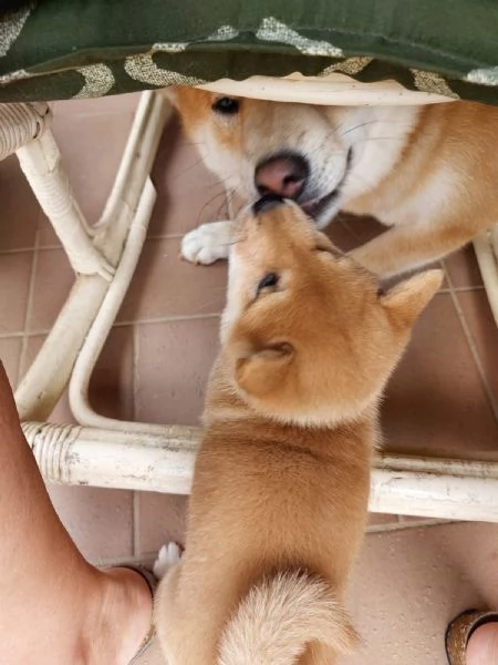 Cuccioli di Shiba Inu | Foto 0