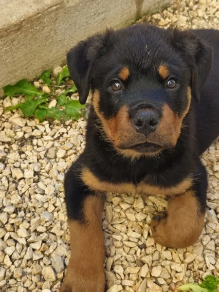 Cuccioli Rottweiler 