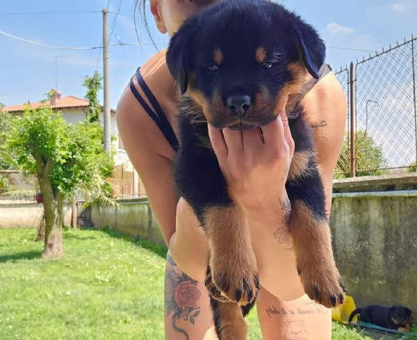 Cuccioli Rottweiler  | Foto 0