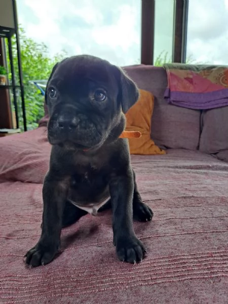 Cuccioli Cane Corso | Foto 5