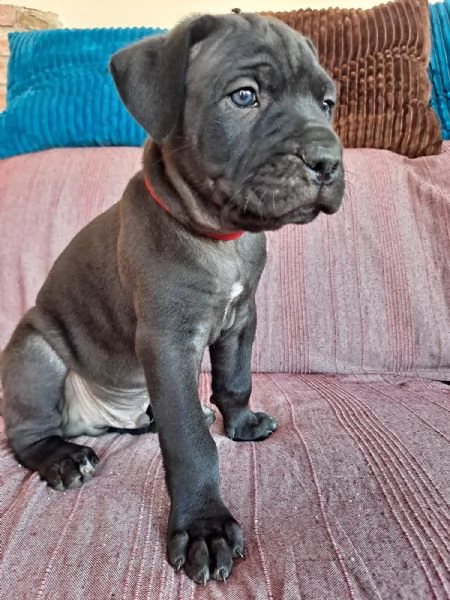 Cuccioli Cane Corso | Foto 4