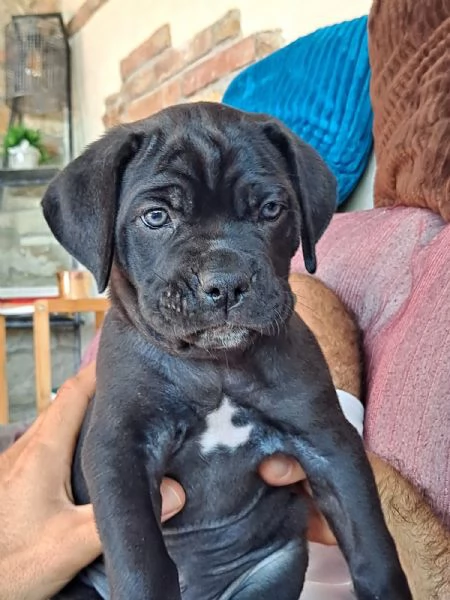 Cuccioli Cane Corso | Foto 3