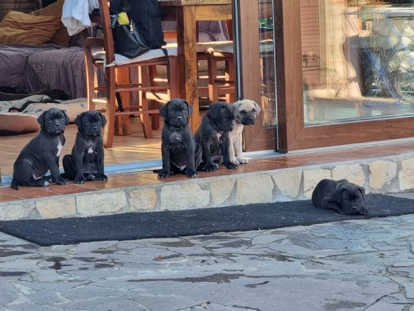 Cuccioli Cane Corso | Foto 1