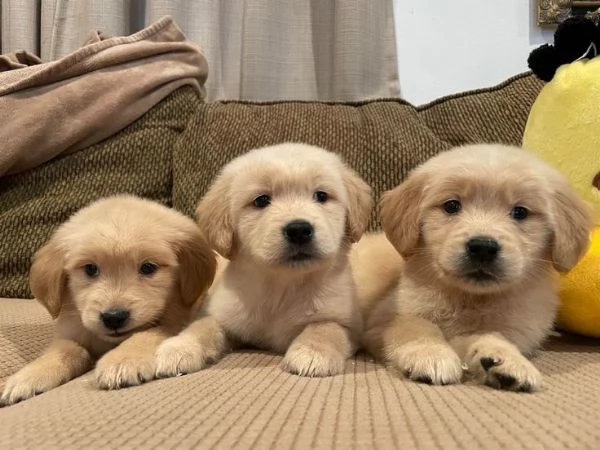 GOLDEN RETRIEVER CUCCIOLI CON PEDIGREE