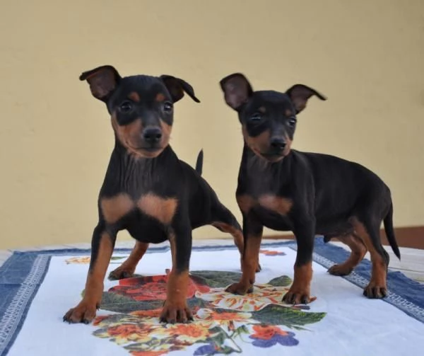 PINSCHER MINI CUCCIOLI