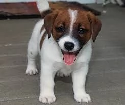   REGALO JACK RUSSEL