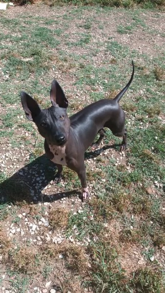 Regalo cane razza american hairless  cane senza pelo