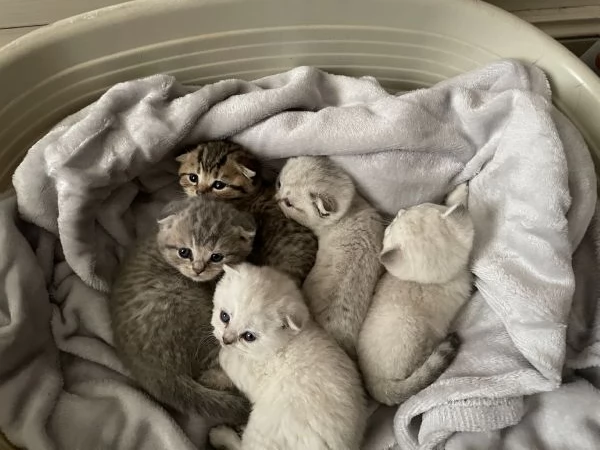 Scottish Fold e Straight