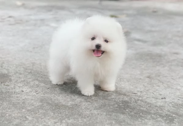 CUCCIOLI DI POMERANIA