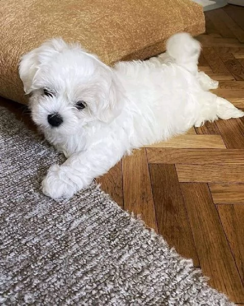 DUE MALTESE CUCCIOLI | Foto 0