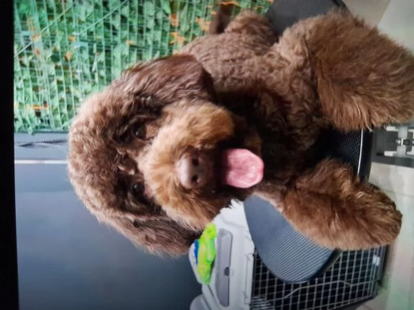 Vendo lagotto romagnolo